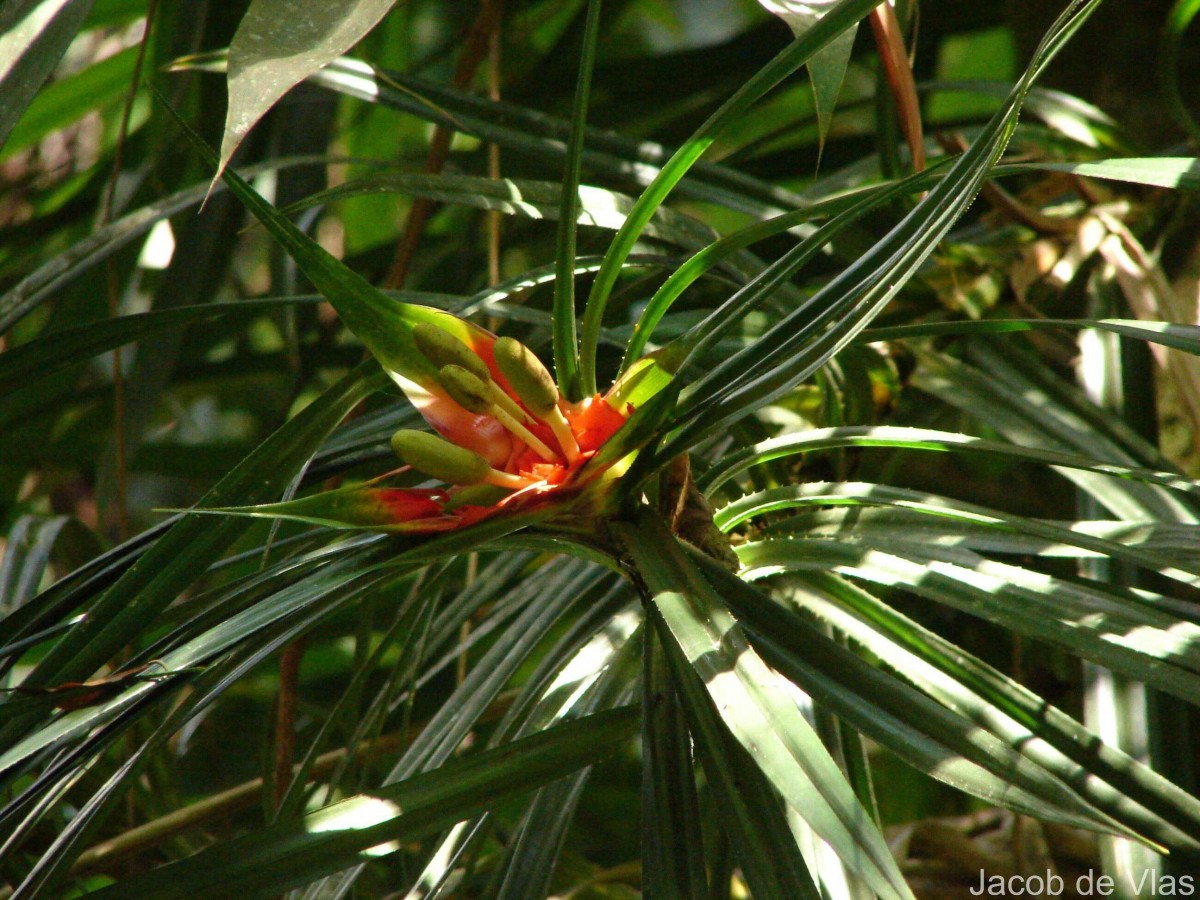 Freycinetia walkeri Solms